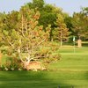 A sunny view of green at Mountain Vista Greens Golf Course